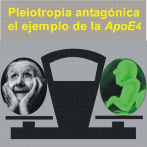 pleiotropia antagonista